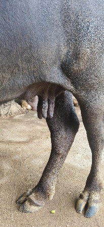 ભેંસ વેચવાની છે