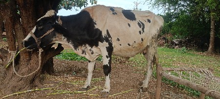 એક ગાય