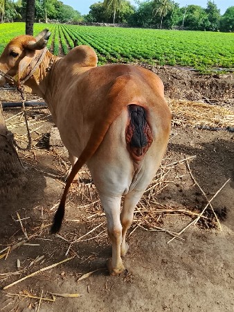 ગાય વેચવાની છે