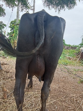 ભેંશ વેચવાની છે