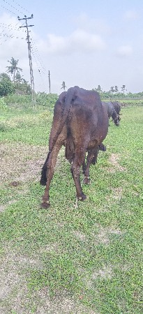 ashab