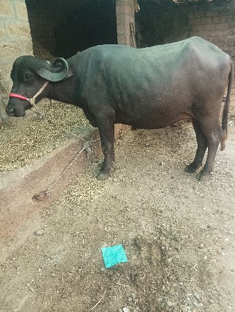 ભેંસ વેચવાની છે