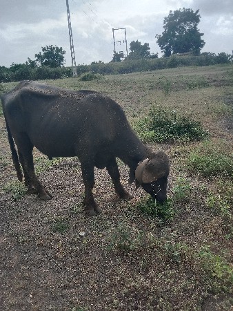 પાડો વેચવાનો