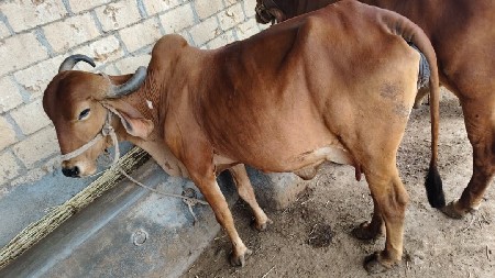 ગાય