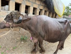 ૨ વેતાર ૫ /૭ દીની કાચી છે