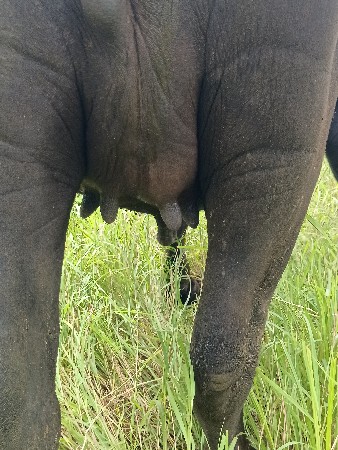 આ ખડેલી વેચવાની છે