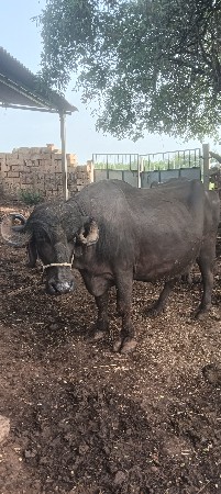ત્રિજુ વેતર ભેસ વેસ્વાની વેહે
