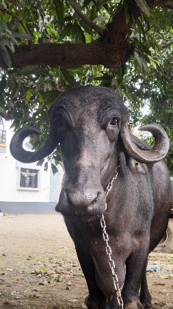 વેચવાની છે