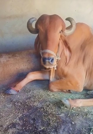 આના જેવો બળદ લેવાનો છે