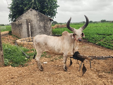 બળદ વેચવાનો છે