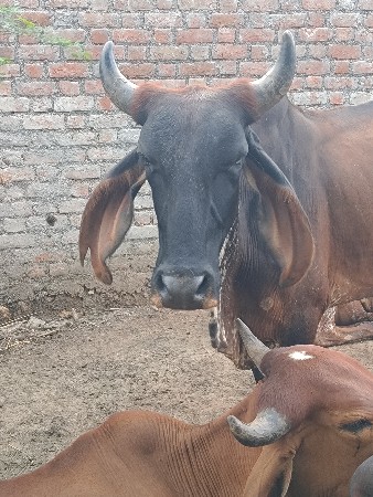 6 મહિના ઉપરની ગાભણ છે