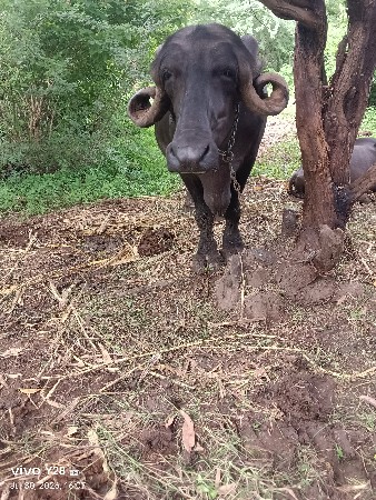 ભેંસ