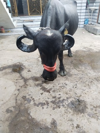 વેચવાની છે