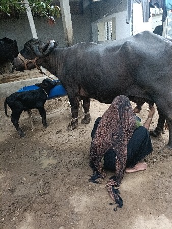 , ભેંસ વેચવાની છે