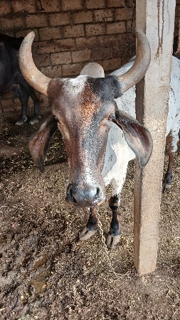 ગાય વેસવા ની છે