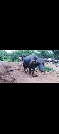 ભૈસ વેસવાની છે