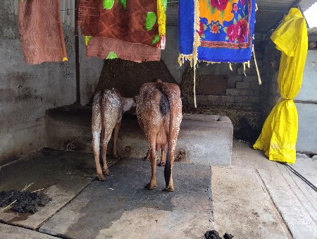 ગાય વેચવા ની છે બીજુ વેતર વિયાછે