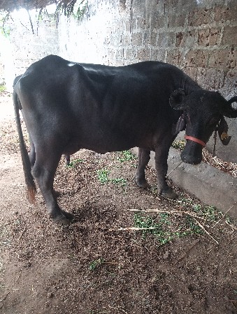 વેસવાની છે