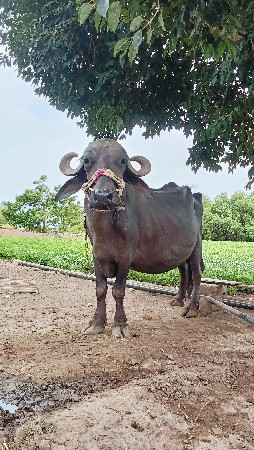 ખડેલી વેચવાની છે