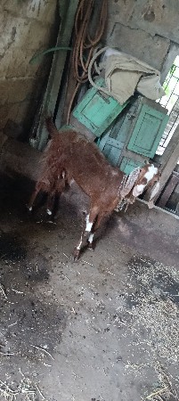 બકરી વેચવાની છે