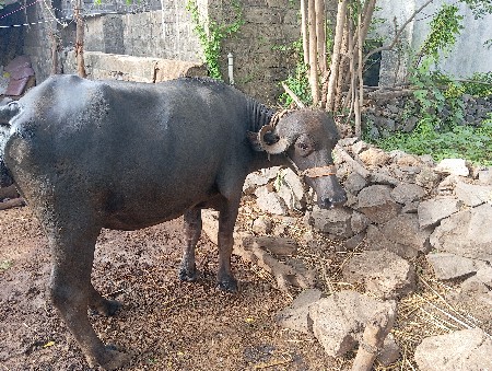 ભેંસ વેચવાની છે પહેલા વેતરમાં