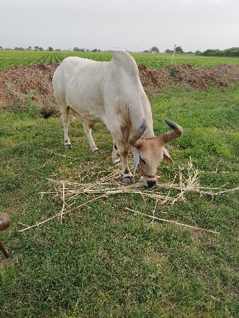 બળદ વેચવાનો છે