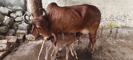 દેશી ગાય