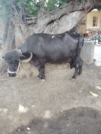 ભેંસ વેચવાની છે