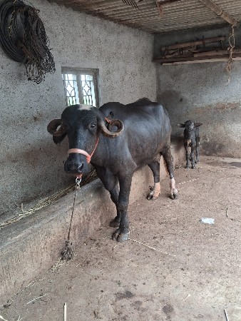 ભેંસ વેચવાની છે.