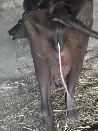 છ દયતે ખડેલી