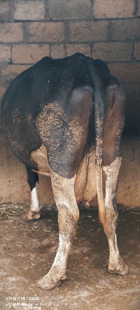 Hf ગાયો વેચવાની છે