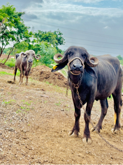 પેલા વેતર ની ખડેલી છે