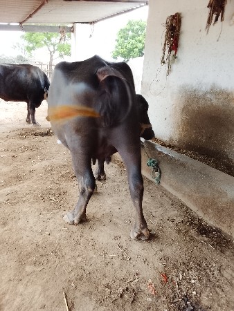 રામભાઈ ડેર