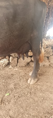 આભેસવેસવાનીસે