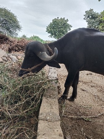 પાથર સતીશ ભા