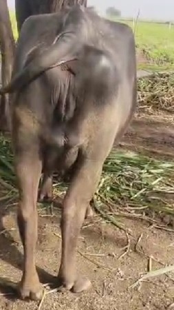 ભેંસ વેચવાની છે