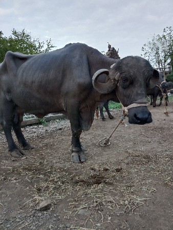 ૨ ભેંસ વેચવાની છે