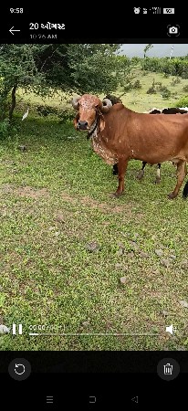 આ ગાય વેચવાની છે