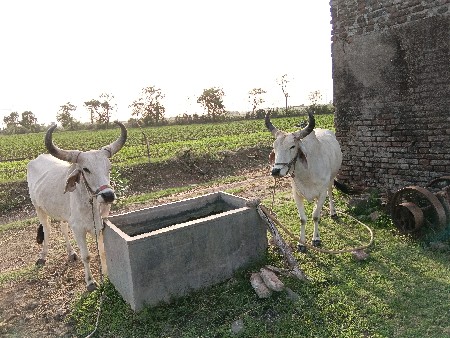 વેચવા ના છે