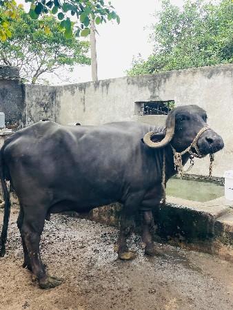 ભેંશ વેચવાની છે