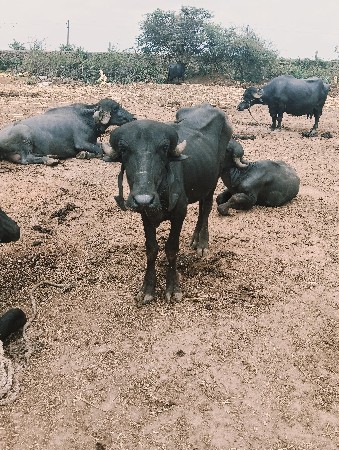 બેય પાડી વેચવાની છે