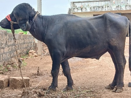 પાડો વેશવા નો છે