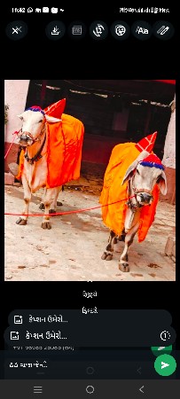બળદ અને ગોધલા
