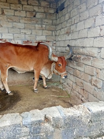 હલવા ની ફુલ જવાબ દારી