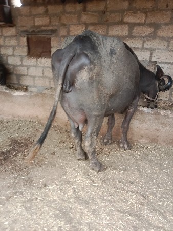 ભેંસ વેચવાની છે