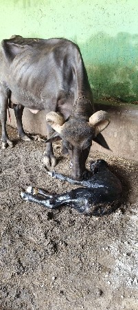 આજે વિહાણી