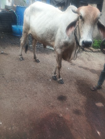 ઓડકી
