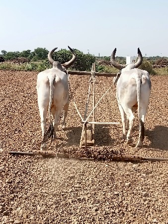 ગોઢલા વેચવાના છે