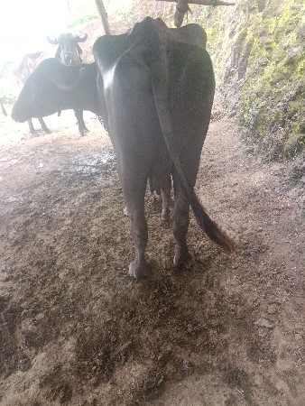 આ ભેંસ વેચવાની છે