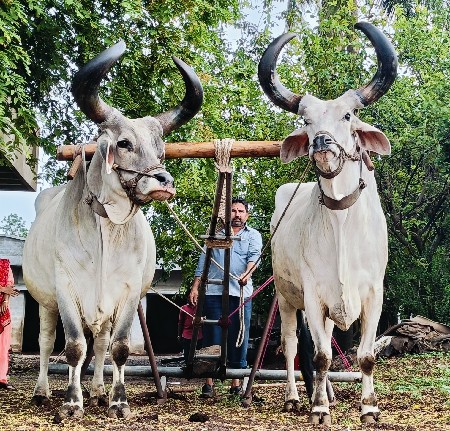 બળદ વેચવાના છે